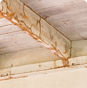 service termites